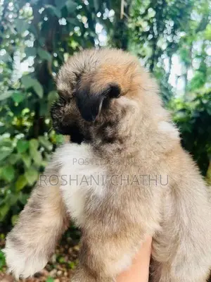 Shih Tzu Puppy