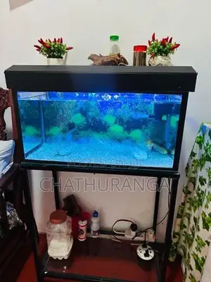 Fish Tank