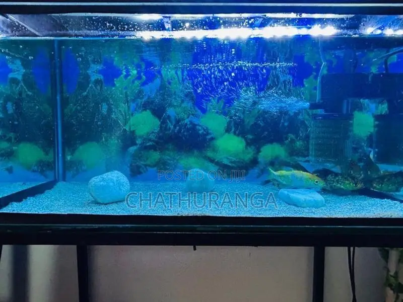 Fish Tank