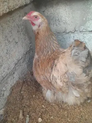 බිත්තර දමන ගං කිකිළියන්