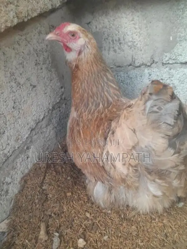 බිත්තර දමන ගං කිකිළියන්