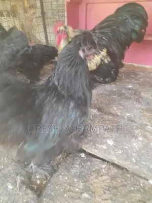 බිත්තර දමන නිරෝගි කිකිළියන්