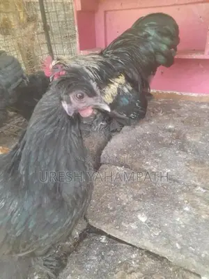 බිත්තර දමන නිරෝගි කිකිළියන්
