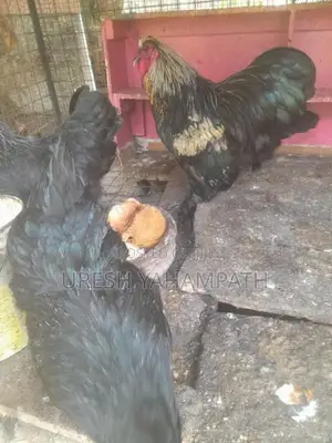 බිත්තර දමන නිරෝගි කිකිළියන්