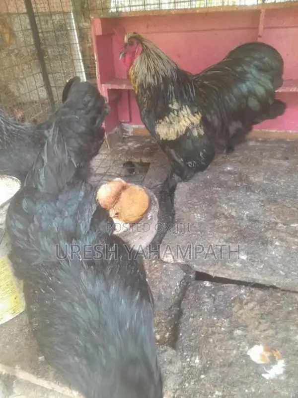 බිත්තර දමන නිරෝගි කිකිළියන්