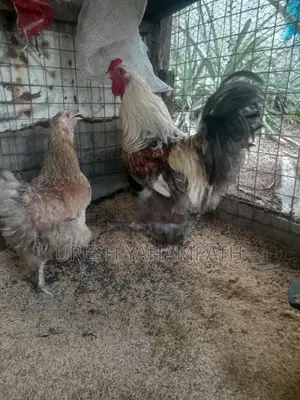 බිත්තර දමන නිරෝගි කිකිළියන්