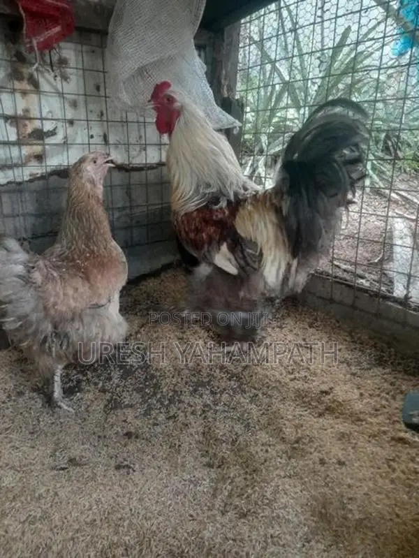 බිත්තර දමන නිරෝගි කිකිළියන්