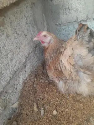 බිත්තර දමන නිරෝගි කිකිළියන්