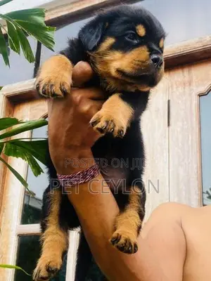 Rottwiler Dog