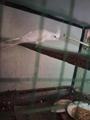 Cocktail Birds