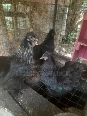 ගම් කිකිළියන්