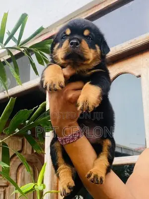 Rottwiler Dog