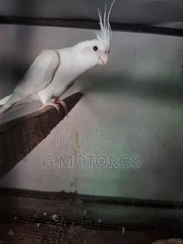 Cocktail Birds