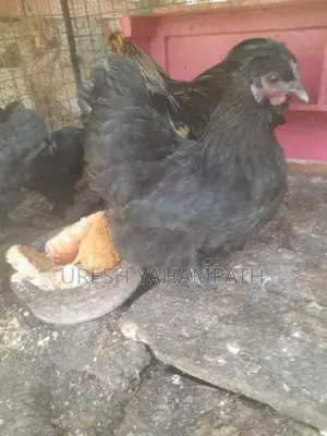 ගම් කිකිළියන්