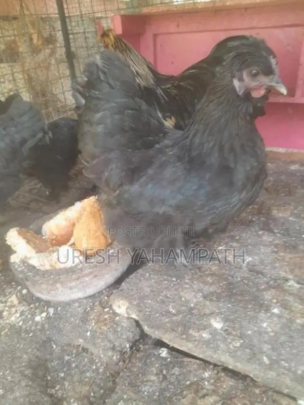 ගම් කිකිළියන්