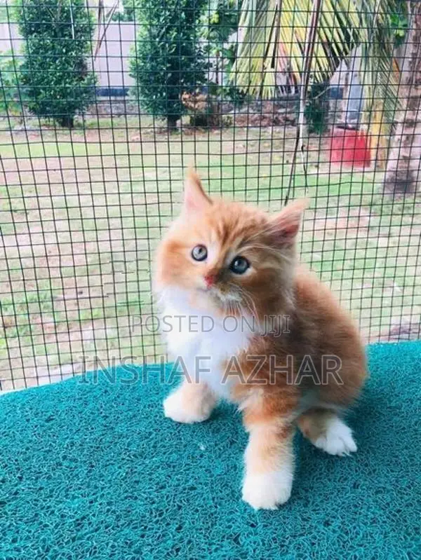 Cat Maine Coon Breed Kitten