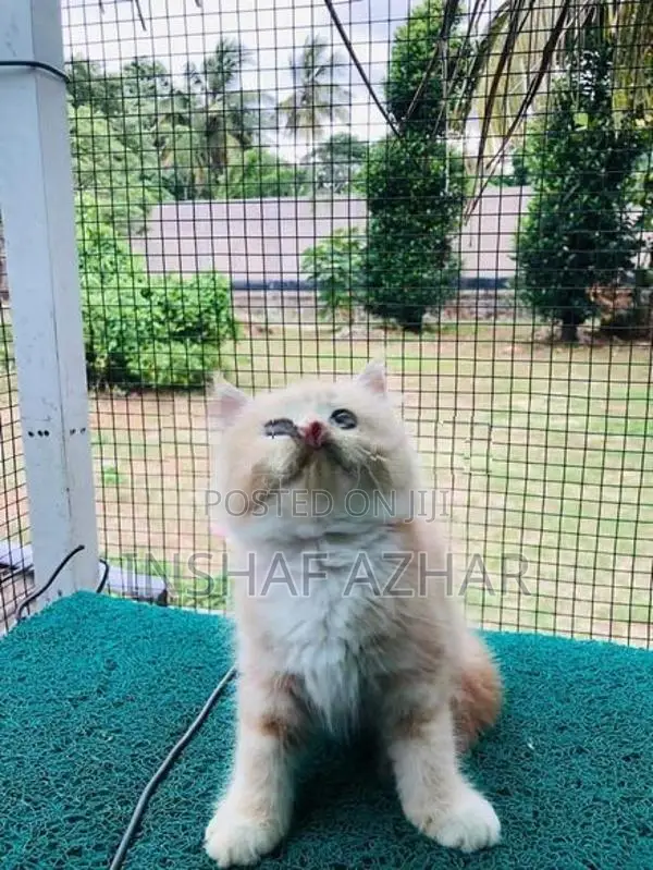 Cat Maine Coon Breed Kitten