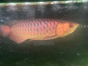 Golden Arowana