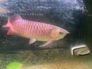 Golden Arowana