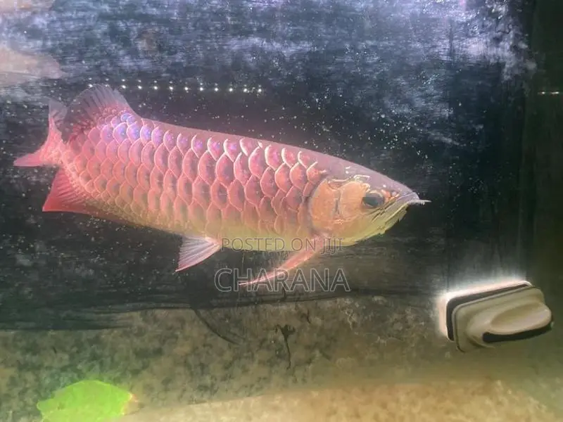 Golden Arowana