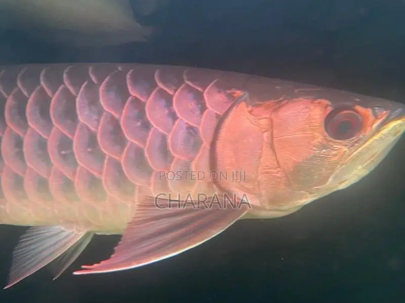 Golden Arowana