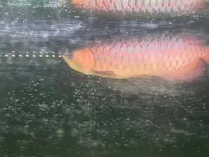 Golden Arowana