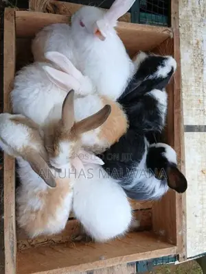 Angora Rabbit