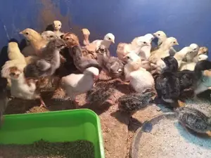 Country Chicks