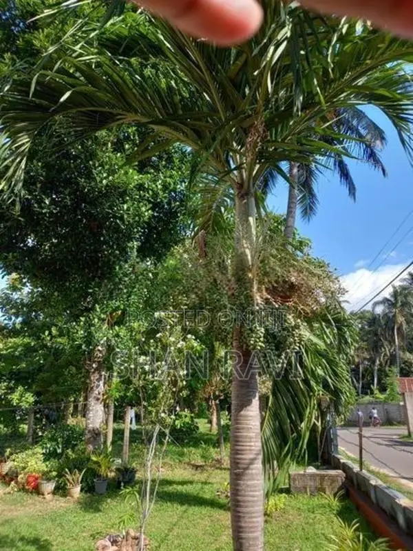 Betel Nut Palm