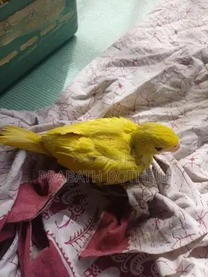 Indian Ring Neck Parrot