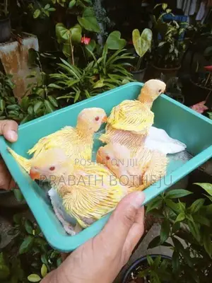 Yellow Ringneck Parrot