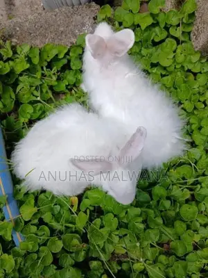 Angora Rabbit