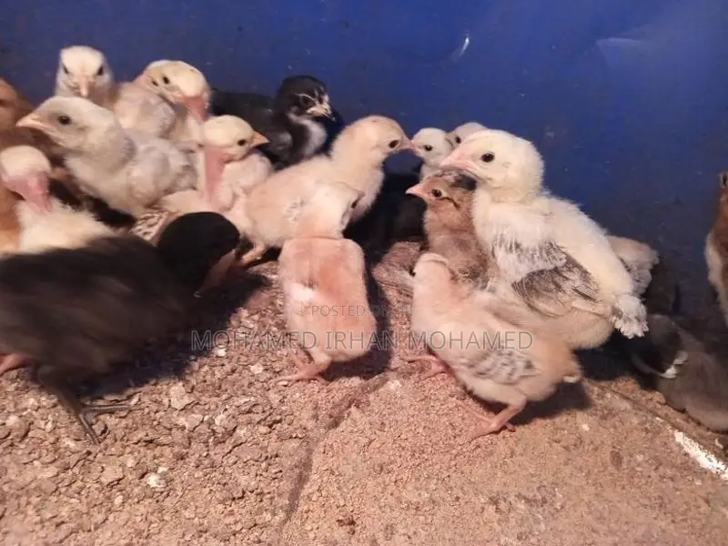 Country Chicks
