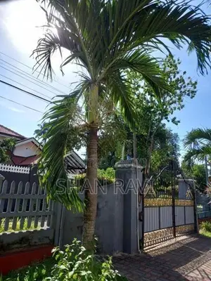 Betel Nut Palm
