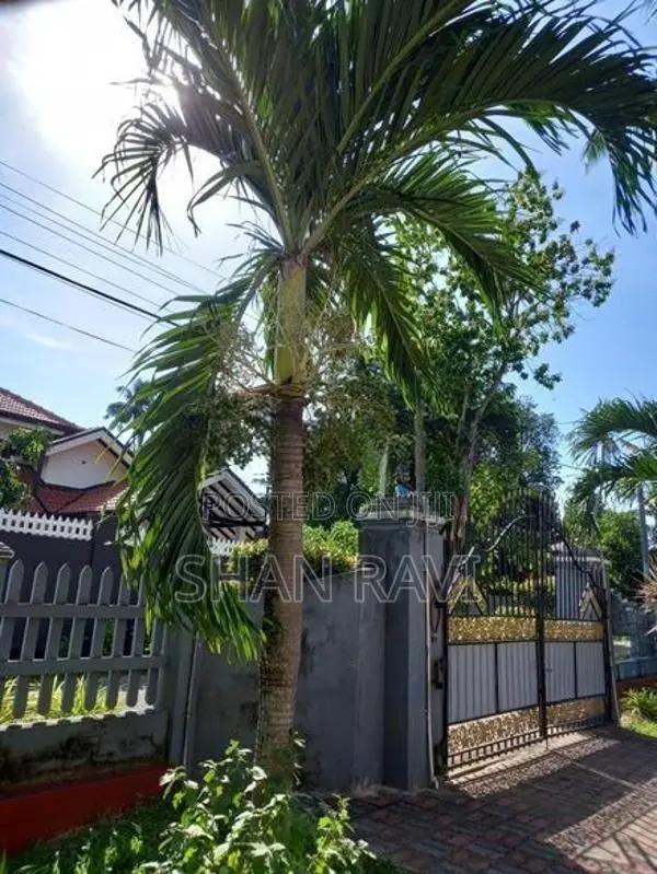 Betel Nut Palm