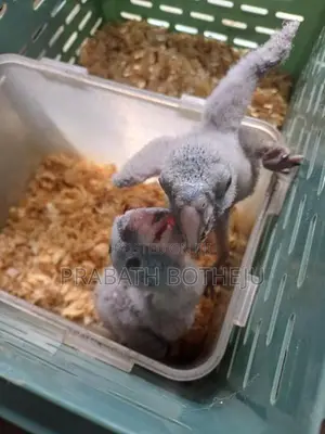 Indian Ring Neck Parrot