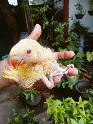 Yellow Ringneck Parrot