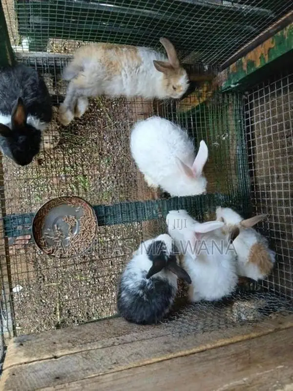 Angora Rabbit