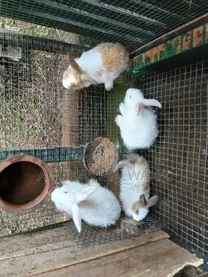 Angora Rabbit
