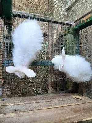 Angora Rabbit