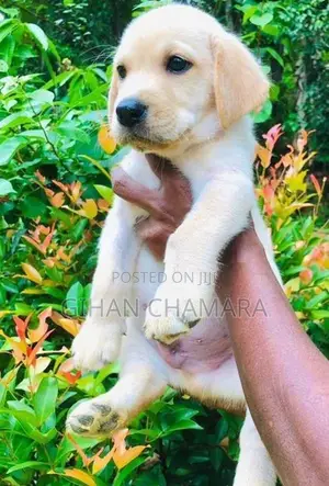 Labrador Retriever