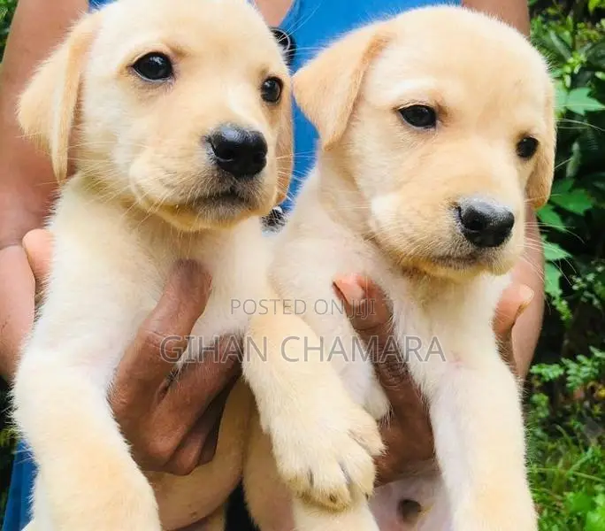 Labrador Retriever