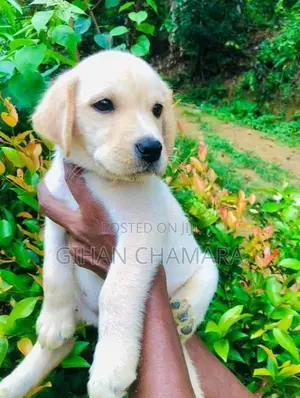 Labrador Retriever