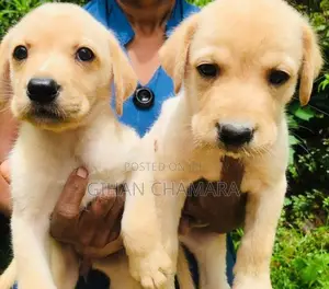 Labrador Retriever