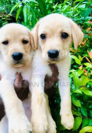 Labrador Retriever
