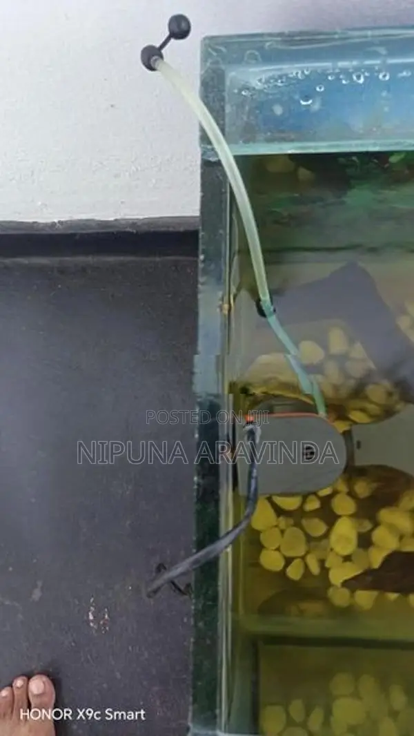 Fish Tank