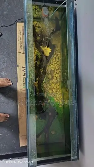 Fish Tank