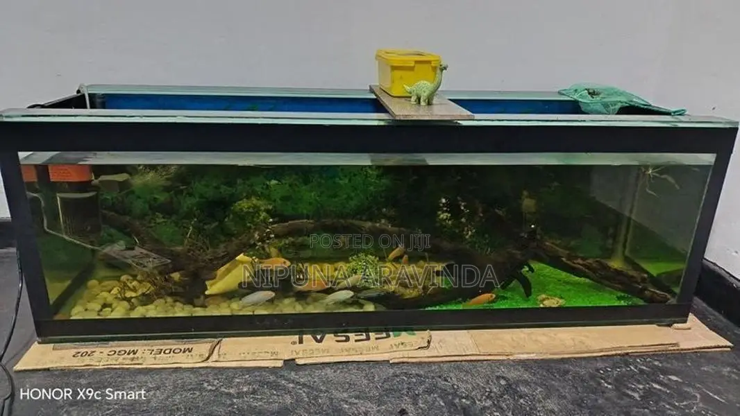 Fish Tank