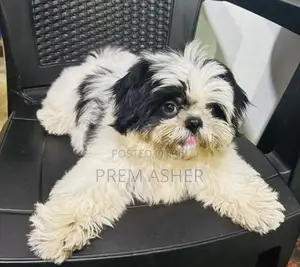 Shih Tzu Puppies