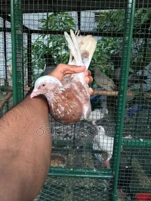 Pigeon
